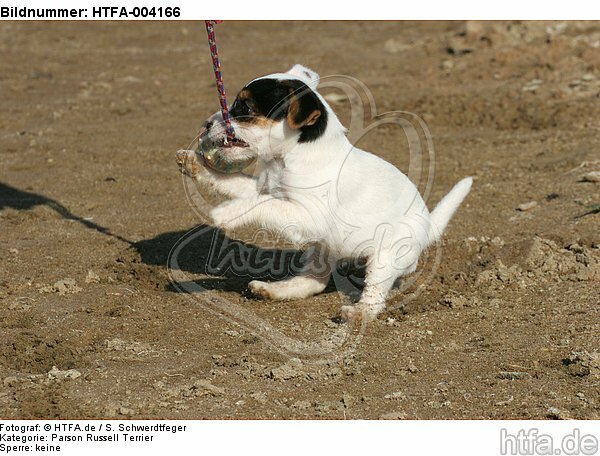 Parson Russell Terrier Welpe / parson russell terrier puppy / HTFA-004166
