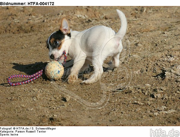 Parson Russell Terrier Welpe / parson russell terrier puppy / HTFA-004172