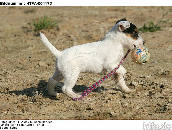 Parson Russell Terrier Welpe / parson russell terrier puppy / HTFA-004173