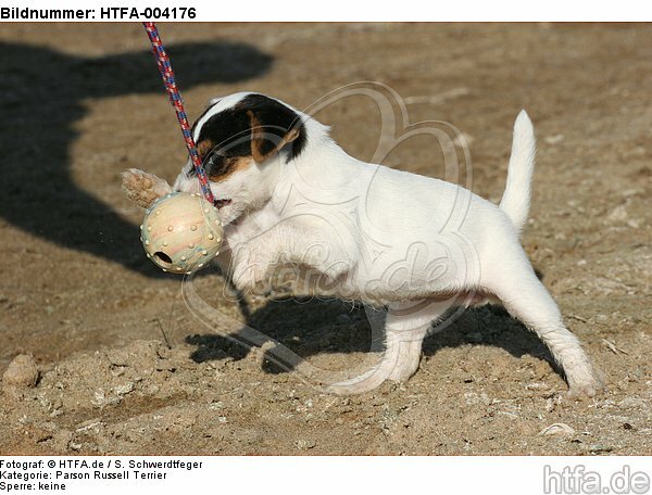 Parson Russell Terrier Welpe / parson russell terrier puppy / HTFA-004176