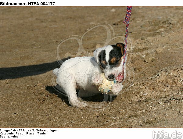 Parson Russell Terrier Welpe / parson russell terrier puppy / HTFA-004177