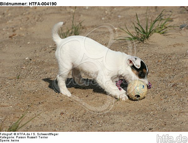 Parson Russell Terrier Welpe / parson russell terrier puppy / HTFA-004190