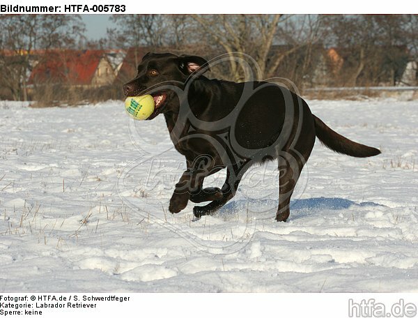 Labrador Retriever / HTFA-005783