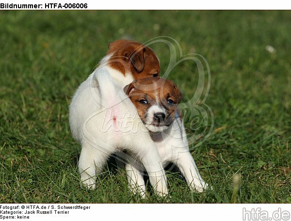 Jack Russell Terrier Welpen / jack russell terrier puppies / HTFA-006006