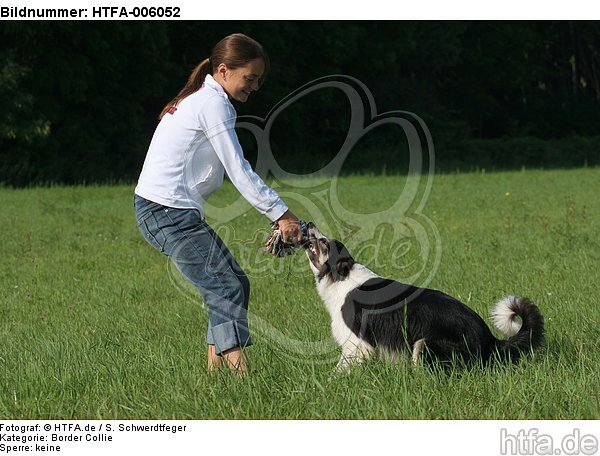 Border Collie / HTFA-006052