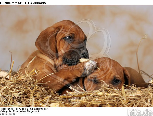 Rhodesian Ridgeback Welpen / rhodesian ridgeback puppies / HTFA-006495