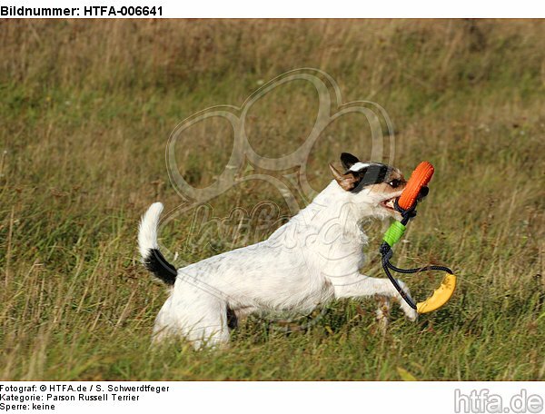 Parson Russell Terrier / HTFA-006641