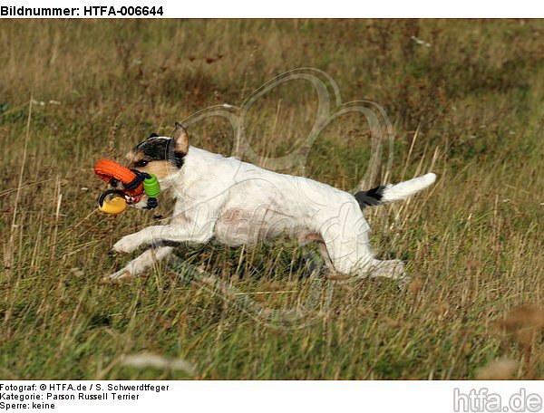 Parson Russell Terrier / HTFA-006644