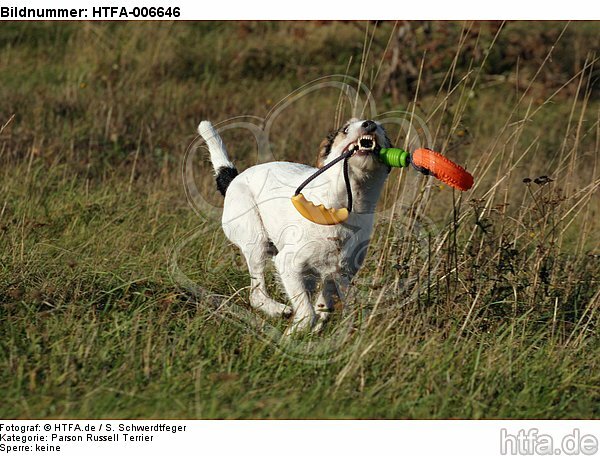 Parson Russell Terrier / HTFA-006646