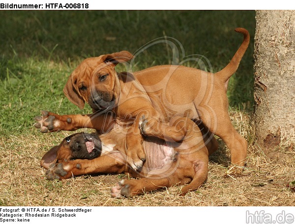 Rhodesian Ridgeback Welpen / rhodesian ridgeback puppies / HTFA-006818