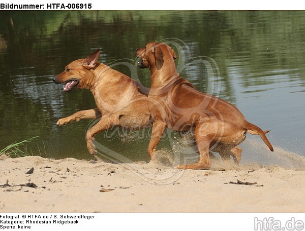 Rhodesian Ridgebacks / HTFA-006915