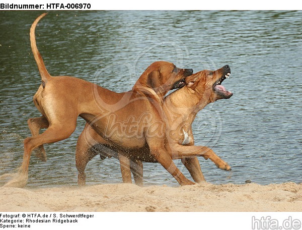 Rhodesian Ridgebacks / HTFA-006970