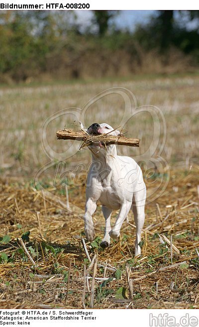 spielender American Staffordshire Terrier / playing american staffordshire terrier / HTFA-008200