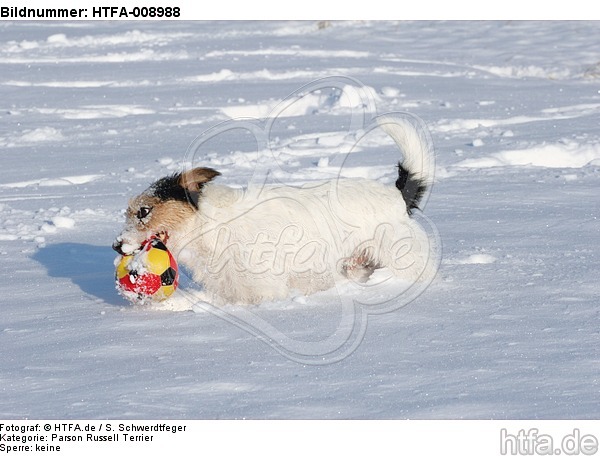 Parson Russell Terrier spielt im Schnee / prt playing in snow / HTFA-008988