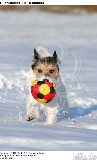 Parson Russell Terrier spielt im Schnee / prt playing in snow / HTFA-009003