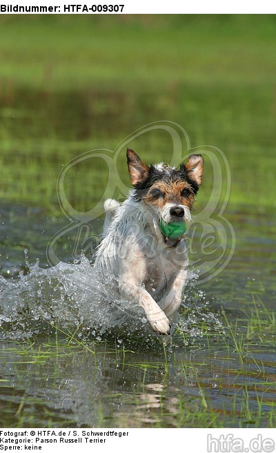 spielender Parson Russell Terrier / playing PRT / HTFA-009307