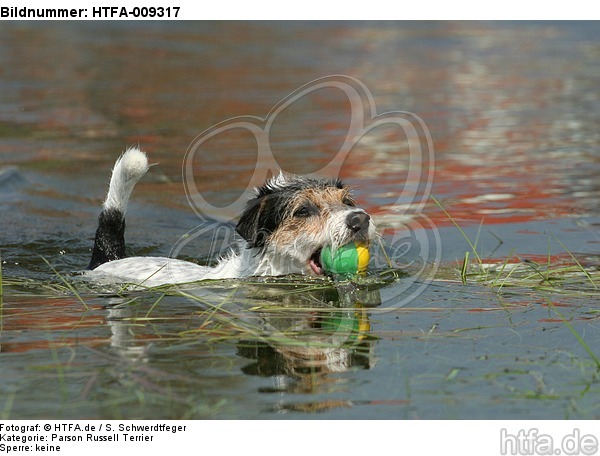 spielender Parson Russell Terrier / playing PRT / HTFA-009317