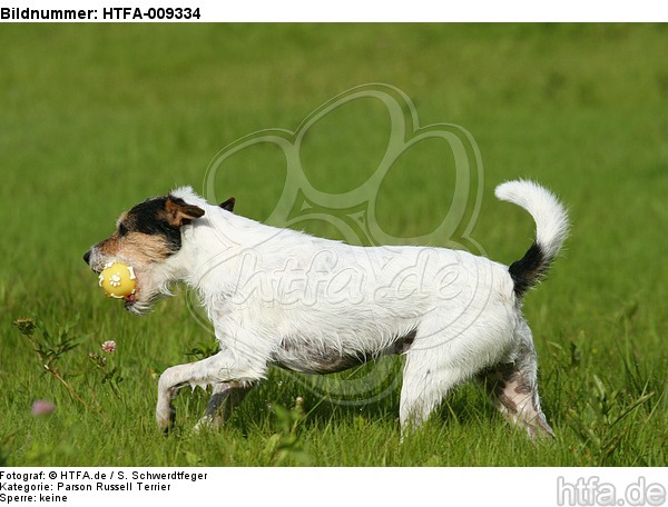 spielender Parson Russell Terrier / playing PRT / HTFA-009334