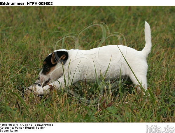 spielender Parson Russell Terrier Welpe / playing PRT puppy / HTFA-009802