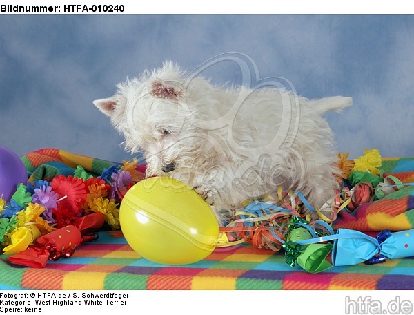 spielender West Highland White Terrier Welpe / playing West Highland White Terrier Puppy / HTFA-010240
