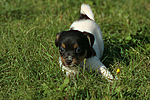 Jack Russell Terrier Welpe / jack russell terrier puppy