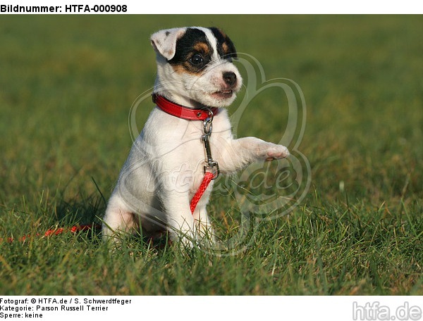 sitzender Parson Russell Terrier Welpe / sitting puppy / HTFA-000908