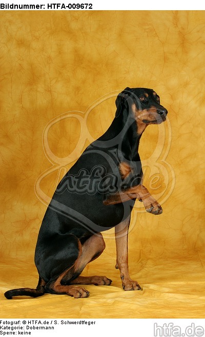 Dobermann gibt Pfötchen / Doberman Pinscher gives paw / HTFA-009672