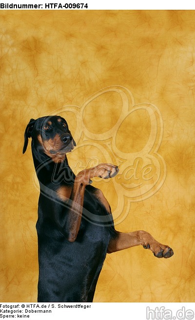 Dobermann macht Männchen / Doberman Pinscher shows trick / HTFA-009674