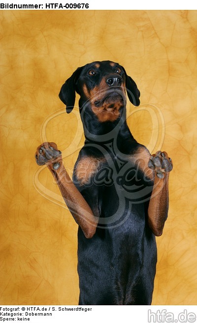 Dobermann macht Männchen / Doberman Pinscher shows trick / HTFA-009676