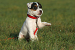 sitzender Parson Russell Terrier Welpe / sitting puppy