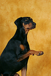 Dobermann gibt Pfötchen / Doberman Pinscher gives paw