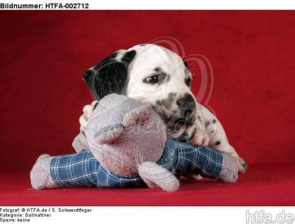 Dalmatiner Welpe / dalmatian puppy / HTFA-002712