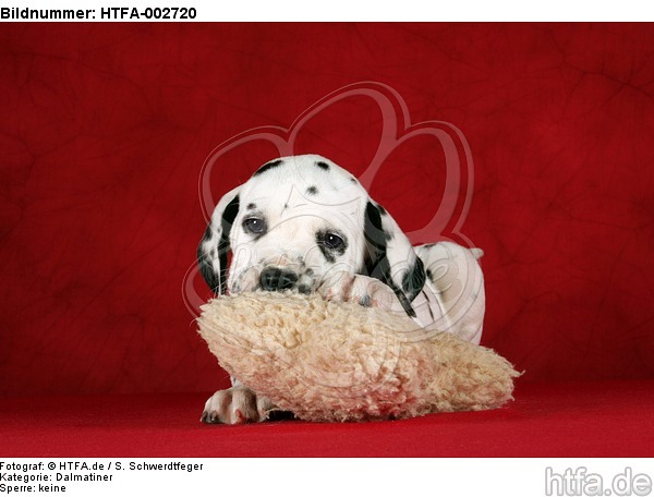 Dalmatiner Welpe / dalmatian puppy / HTFA-002720