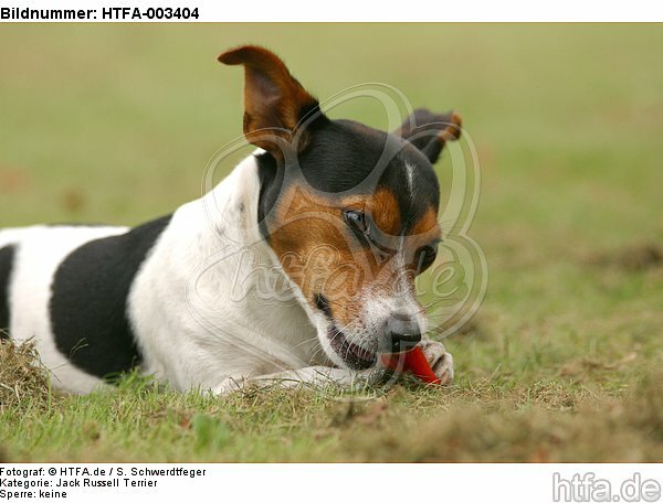 Jack Russell Terrier / HTFA-003404