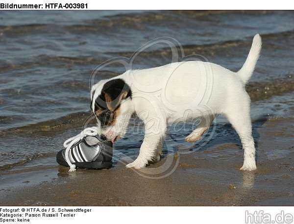 Parson Russell Terrier Welpe / parson russell terrier puppy / HTFA-003981