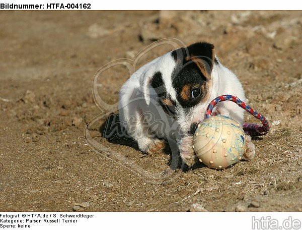 Parson Russell Terrier Welpe / parson russell terrier puppy / HTFA-004162