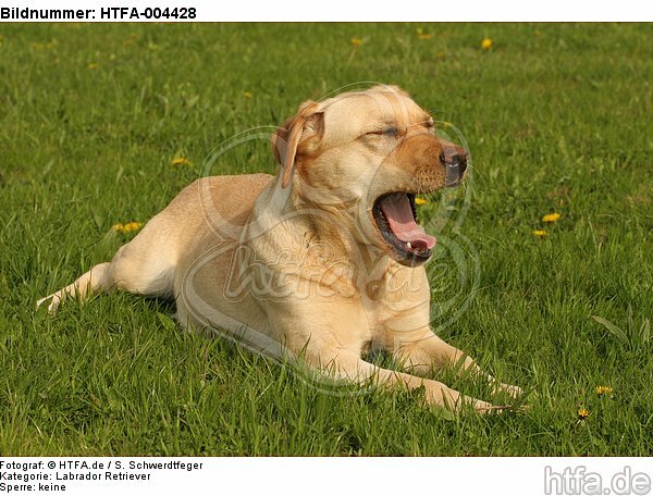 Labrador Retriever / HTFA-004428
