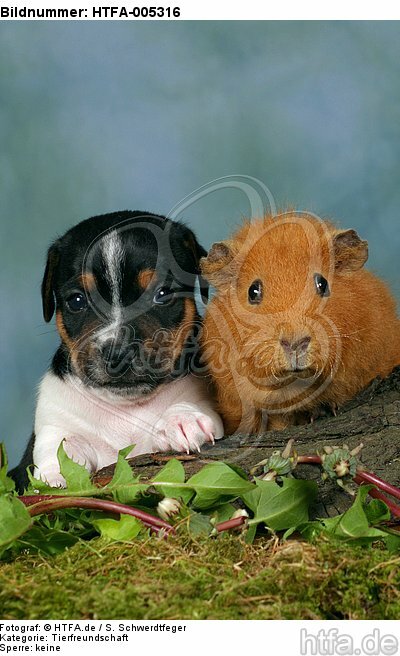Jack Russell Terrier Welpe und Meerschwein / jack russell terrier puppy and guninea pig / HTFA-005316