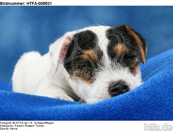 Parson Russell Terrier Welpe / parson russell terrier puppy / HTFA-005531