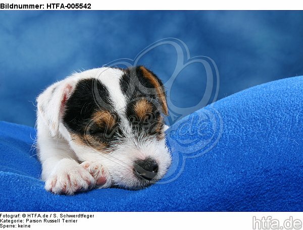 Parson Russell Terrier Welpe / parson russell terrier puppy / HTFA-005542