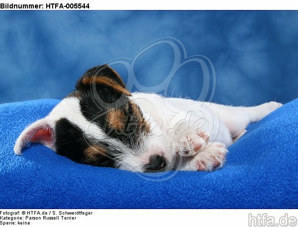 Parson Russell Terrier Welpe / parson russell terrier puppy / HTFA-005544
