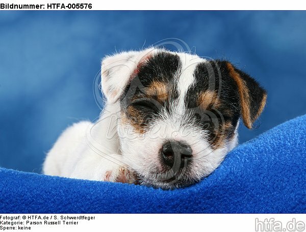 Parson Russell Terrier Welpe / parson russell terrier puppy / HTFA-005576