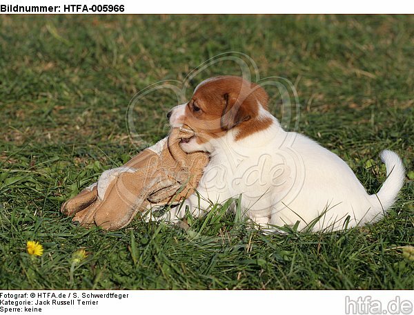 Jack Russell Terrier Welpe / jack russell terrier puppy / HTFA-005966
