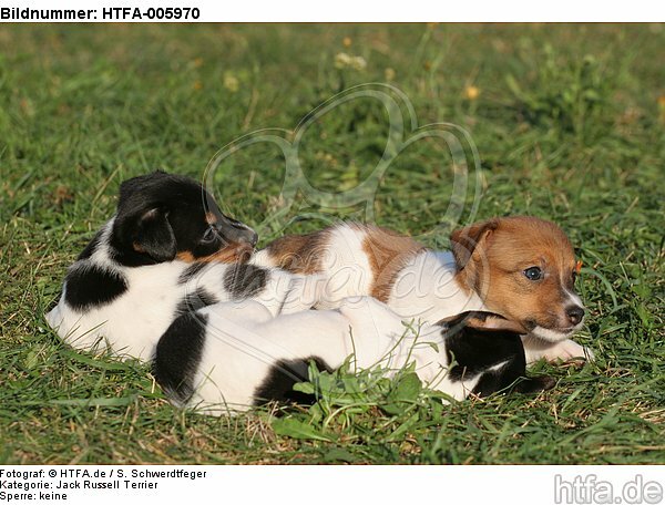 Jack Russell Terrier Welpen / jack russell terrier puppies / HTFA-005970