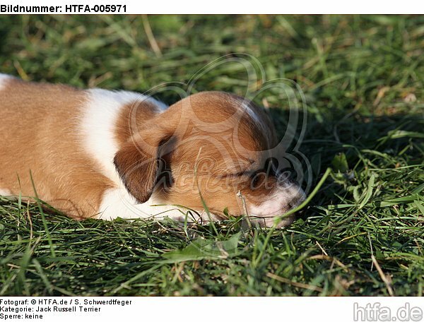 Jack Russell Terrier Welpe / jack russell terrier puppy / HTFA-005971