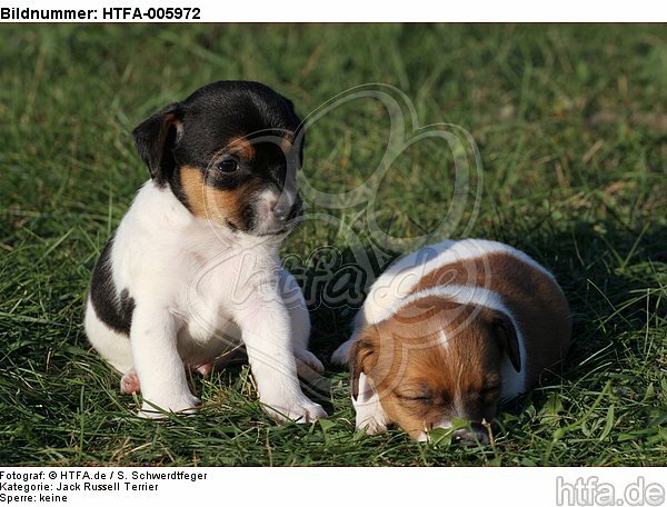 Jack Russell Terrier Welpen / jack russell terrier puppies / HTFA-005972