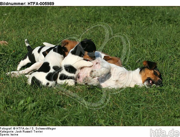 Jack Russell Terrier / HTFA-005989