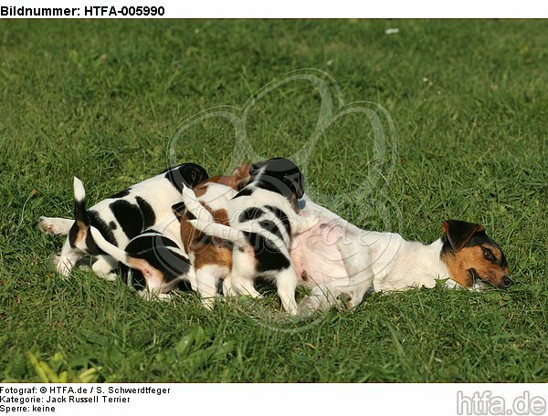 Jack Russell Terrier / HTFA-005990