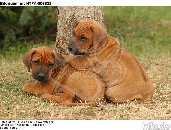 Rhodesian Ridgeback Welpen / rhodesian ridgeback puppies / HTFA-006832