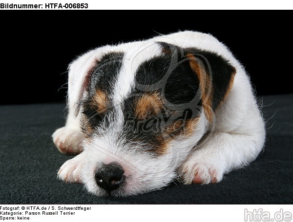 Parson Russell Terrier Welpe / parson russell terrier puppy / HTFA-006853